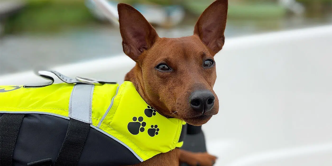 Åka båt med hunden hero