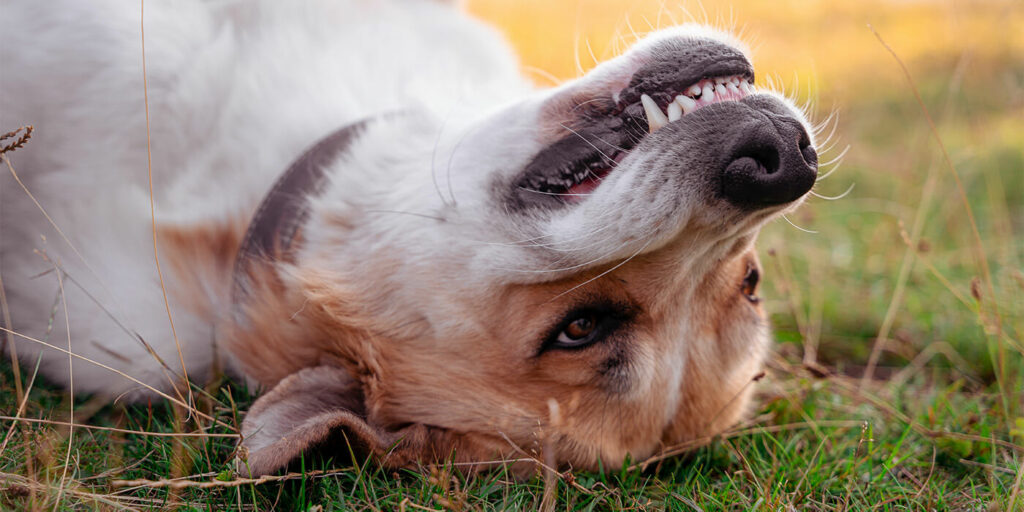 Hur ofta ska man borsta tänderna på en hund