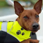 Hund med flytväst