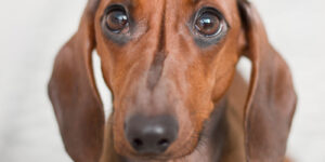 Hund ont i magen