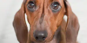 Hund ont i magen