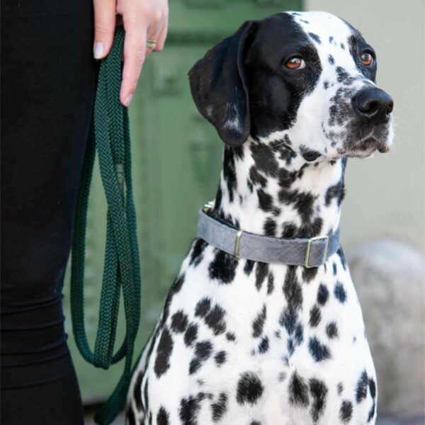 Flat dog leash dark green