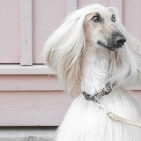 Repkoppel till hunden - PolyRopes