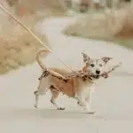 Retrieverkoppel miljöbild beige