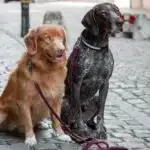 Koppel hund, Ø12 mm, 2 m, Bgb-hake, Lajka - Bild 3