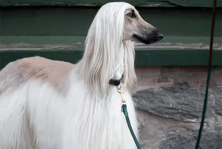 miljöbild-startsida-hund miljöbild-startsida-hund