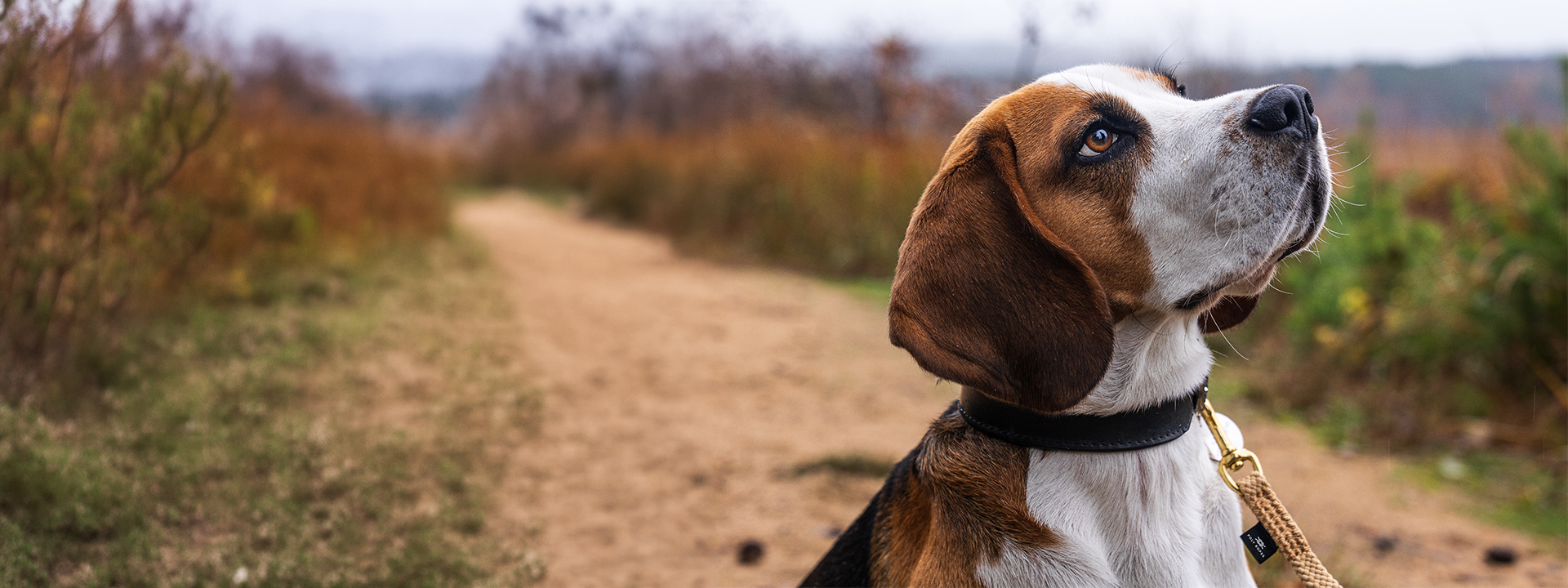 poly-ropes-header-dog-web