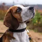 poly-ropes-koppel-lajka-beige-alt1