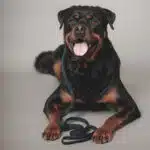 retrieverkoppel marinblå miljöbild